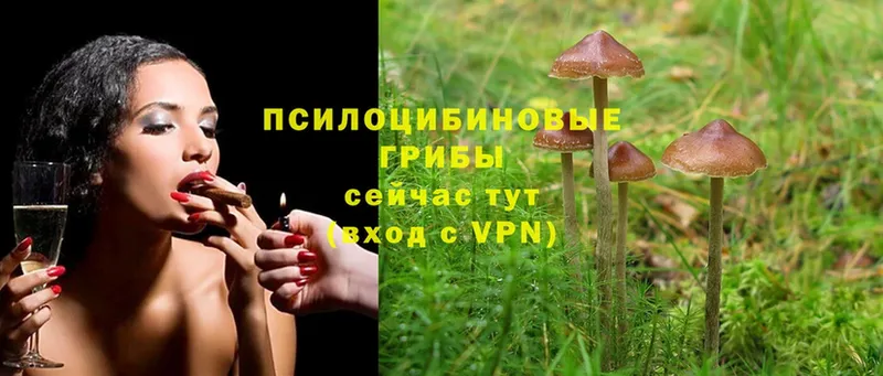 Галлюциногенные грибы Magic Shrooms  Яровое 